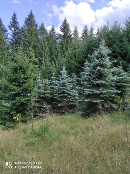 Stříbrný Smrk - 3