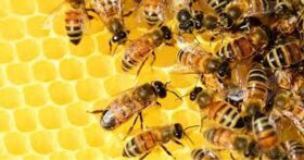 Včelý oddělky , včelstva - 3