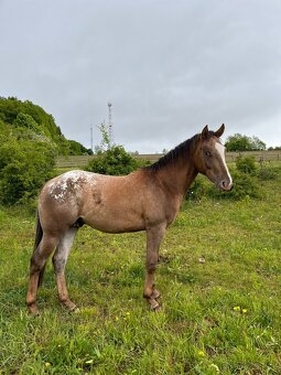 Appaloosa hřebeček - 3