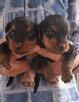 Erdelteriér- Airedale terrier, štěňata - 3