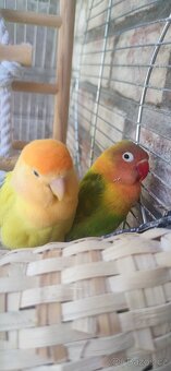 Agapornis papousek - 3