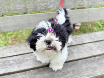 Shih-Tzu štěňatka - 3