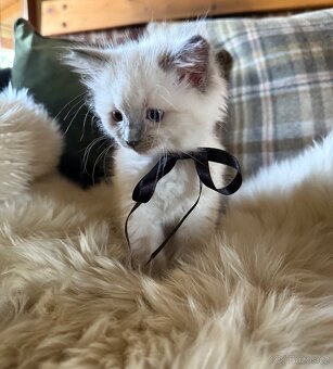 Ragdoll - koťátka - 3