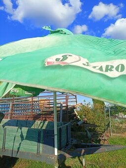 Prodám hospodský slunecnik - 3