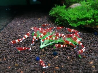 Krevetky caridina, neocaridina - 3