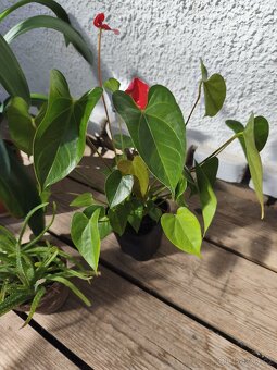 Klivie,Anturie,Aloe Vera - cena za všechny - 3