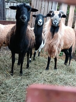 Kamerunské ovce - 3