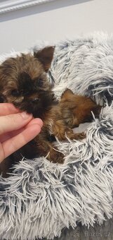 Jorkšírský teriér bez PP - 3