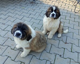 Moskevský strážní pes - ABAKTER - 3