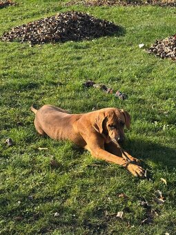 Tosa Inu fenka s PP - 3