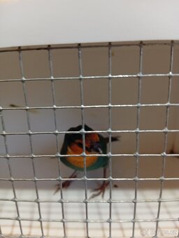 Amada papouščí červenohlavá, drobot - 3