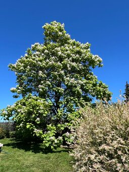 Rostlinky KATALPA královská - 3