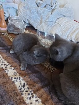 Kocorek modro šedý - 3