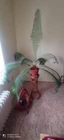 velká palma - Cykas - 3