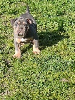 Staroanglicky buldok - old english bulldog - poslední volny - 3
