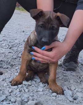 Belgický ovčák malinois - 3