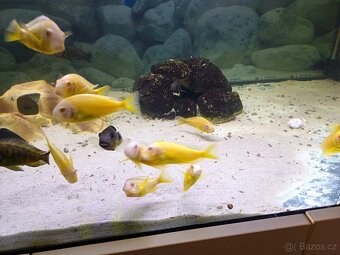 tropheus brichardi kipili albino - 3