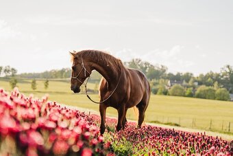 Kobylka A1/1 do bezplatného pronájmu/s odkupem - 3