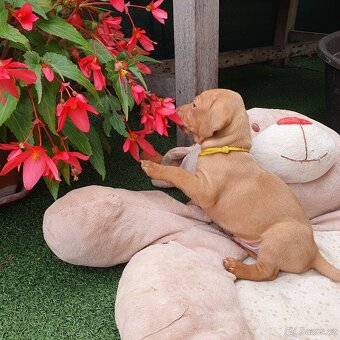 Maďarský ohař krátkosrstý s PP - 3