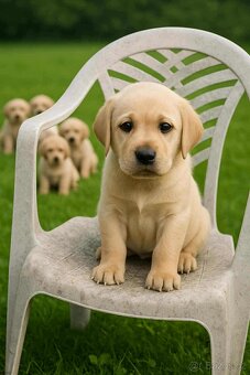 šteniatka labrador a IHNED - 3