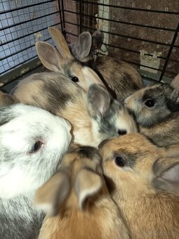 Zakrslý králíček barevný - 3