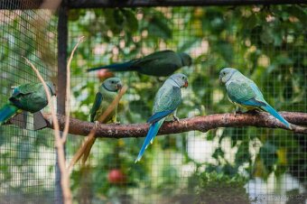 Alexandr holubí - loňské samice - 3