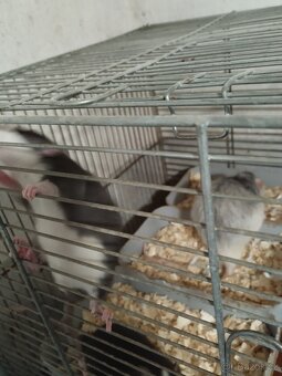 Potkani a barevné myšky - 3