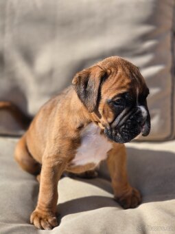 Boxer štěňata - 3