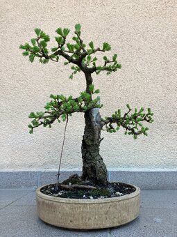 Bonsai, Bonsaj, jamadori, modřín - 3