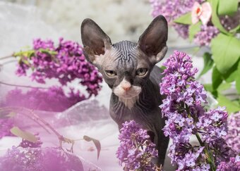 Sphynx - 3