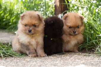 POMERANIAN - 3