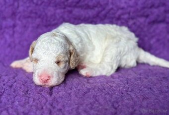 Lagotto romagnolo s PP - 3