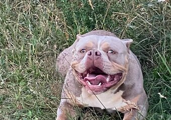 American bully extrém - 3