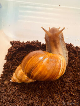 Africký šnek Lissachatina fulica fulica - 3