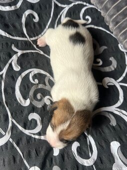Jack Russell teriér - 3