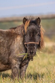 Mini Shetland Pony - hřebec 2 roky - 3