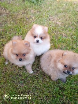 Pomeranian bez Pp - 3
