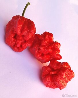 Chilli pasta - Kája Ostrá - 3