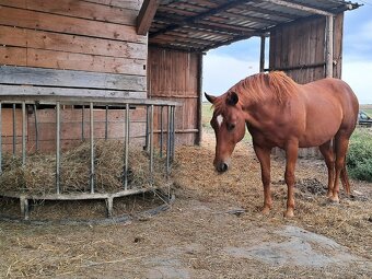 Valach Quarter horse - 3