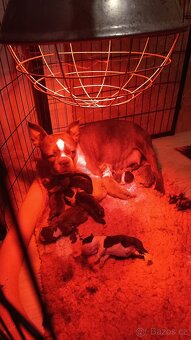 Bostonský teriér colorred - 3