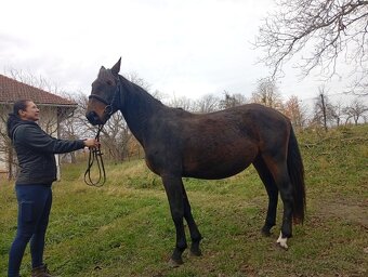 Kladrubska klisna 3,5 let - 3