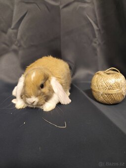 Vymazlení zakrslí králíčci - teddy, minilop, beranek, kratko - 3