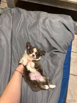 Chlapečkové čivava s PP FCI - 3