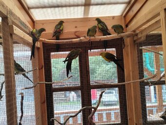 Papoušek horký - 3