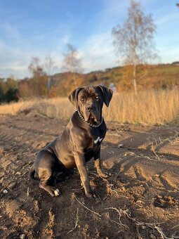 Sháním psa ke krytí CANE CORSO s PP non FCI - 3