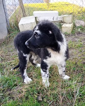 Australský ovčák bez PP - 3