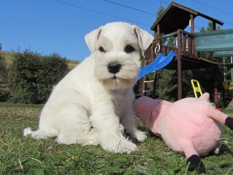 Knírač malý bílý - štěňátka s PP fenky - 3