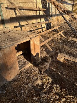 Hedvabnička velká vousatá - 3