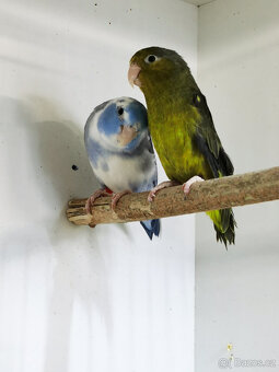 Papoušíček šedokřídlý pár - 3