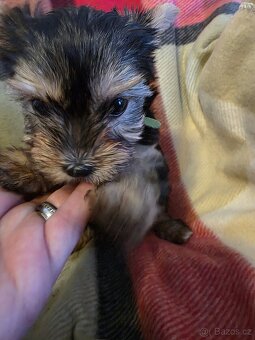 Jork teriér s PP - 3